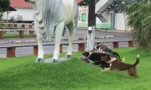Border Collies Try to Herd Statue