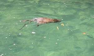 Monkey Dives for Bananas