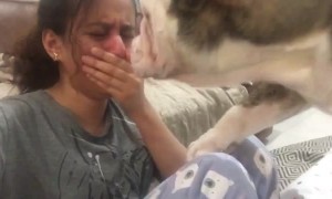 Dogs Always Know The Way To The Heart