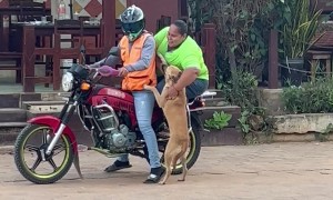 Street Puppy Riding Away In Style