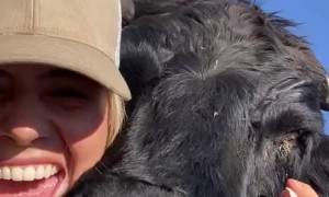 Bull Cuddles and Kisses