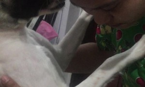 Dramatic Dog Begs For Forgiveness