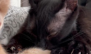 Cute Kitties With A Special Bond