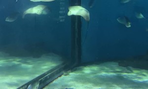Stingray Swims in Circles