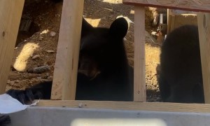 Beary New Visitors At The Job Site