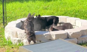 Frenchie Firepit Fun