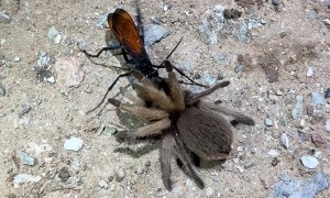 Tarantula Hawk Wasp Claims Its Prey