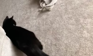 Clementine The Protector