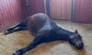 Windy Indy Lets Loose