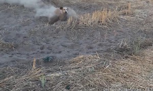 Dusty Doggy Dashes Through Dirt