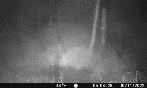 Paying The Price For Scratching An Itch