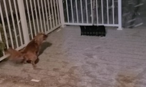 Excited Dog Chases Falling Snowflakes