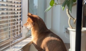 Shiba Inu Sings With Sirens