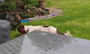 Dog And Chicken Are Bestie Pals