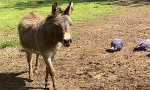 Donkey Enjoying The Spring