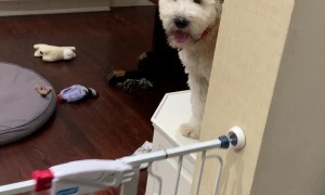 Doggy Getting Her Zoomies Out