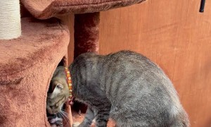 Three Kittens Rescued And Brought Home