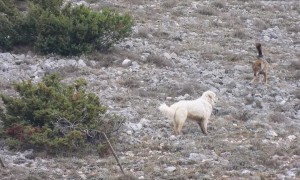 Dogs Meet Pack of Wolves