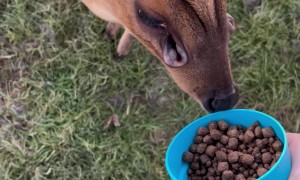 Biscuit The Alien Deer