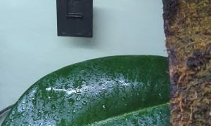 Gecko Uses Leaf As Water Dish
