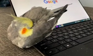 Parrot loves to take a nap on laptop