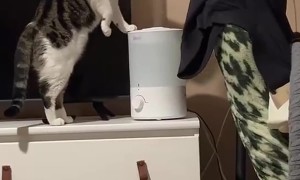 Kitty Goes To The Home Spa