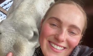 Affectionate Equine Shows Some Love