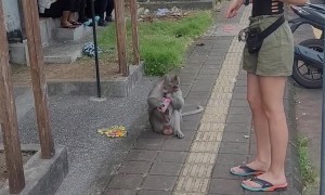Monkey Swipes Woman's Drink