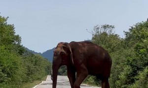 Elephant Blocks The Way