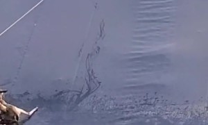 Public Works Crew Saves Young Buck Stuck in Lagoon