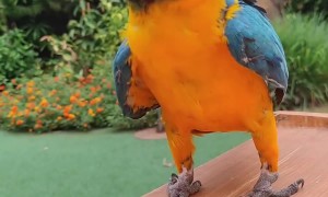 Parrot Practices Weightlifting