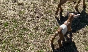 Goat Headbutts Kid