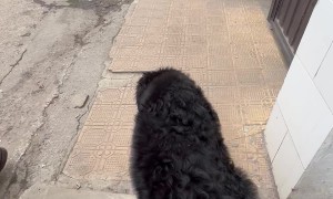 The Brave Dog of Our House