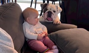 English Bulldog loves kissing baby's hand