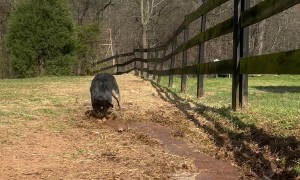 Water Loving Dog Digs Trenches on Farm