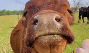 Benny Receives a Nice Neck Scratching
