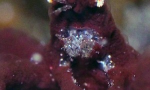 Orangutan Crab Has Itchy Eyes