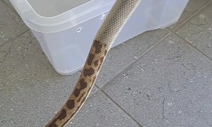 Snake Sheds Skin in Handler's Hand