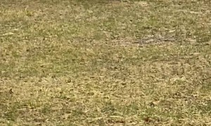 Puppy's Raincoat Makes It Hard for Him to See