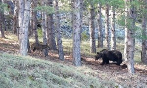 Wolf and Bear Share a Meal