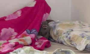 Mother Finds a Monkey in Her Son's Bed