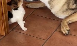 Tiny Dog Grooms Its Bigger Buddy