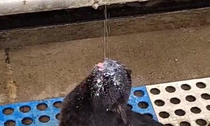 Farm Cat Loves Milk From the Source