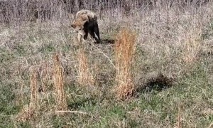 Coyote is Seriously Stuck in the Fence