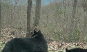 Bear Cub Tries to Open Car Door