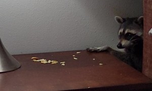 Raccoon Sneaks Snacks