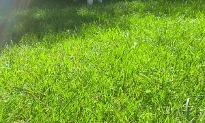 Zooming Puppy Runs Circles Around Big Friend