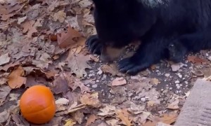 Bear Cub Plays With Pumpkin Beside Door