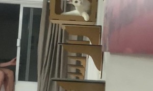 Mischievous Kitty Is Very Stealthy