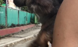 Pup Tries to Swim Through the Air